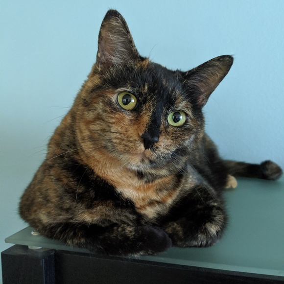 Meet Angie & Suki! - Picture 7 of 12